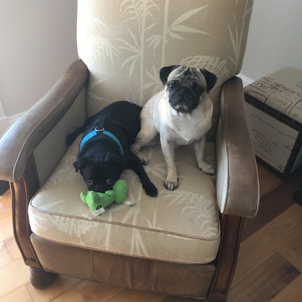 Meet your Posher, Debbie